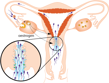 TGS ovulation-with-sperm
