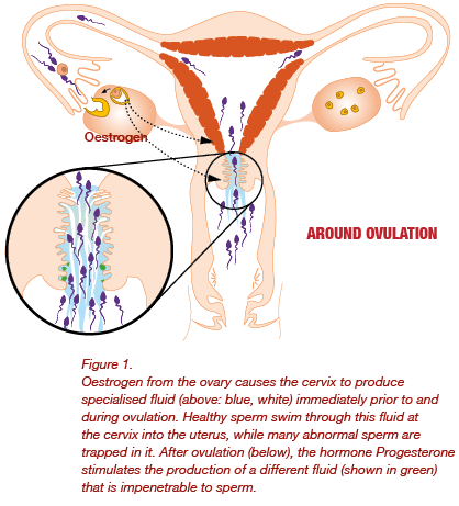 Ovulations & sperm_diagram_with explanation