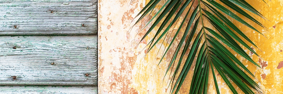 Palm branch on an old rough vintage wall and wooden door of historical house as Palm sunday and Jerusalem background and retro tropical concept lent