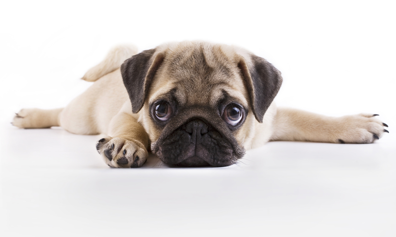 http://www.dreamstime.com/stock-images-pug-puppy-image28583274