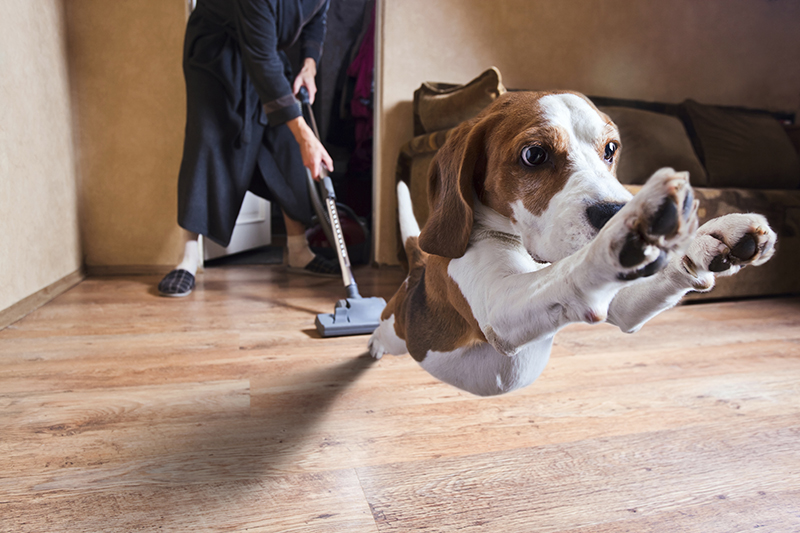 vacuum cleaner Very terrible vacuum cleaner , focus on dog head