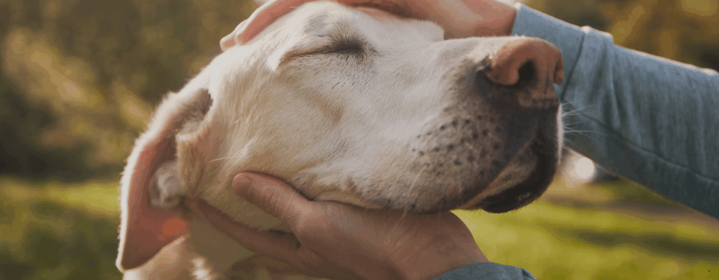 The Rise of the Fur Baby WP